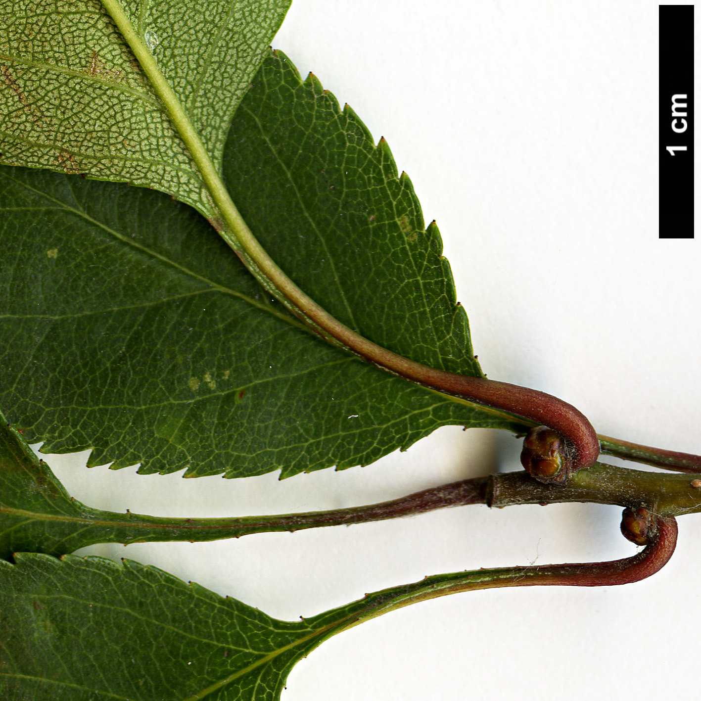 High resolution image: Family: Rosaceae - Genus: Crataegus - Taxon: intricata - SpeciesSub: var. rubella